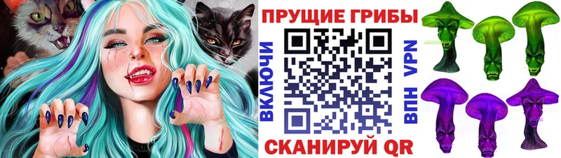 darknet наркотические препараты Шилка Галлюциногенные грибы Psilocybine cubensis